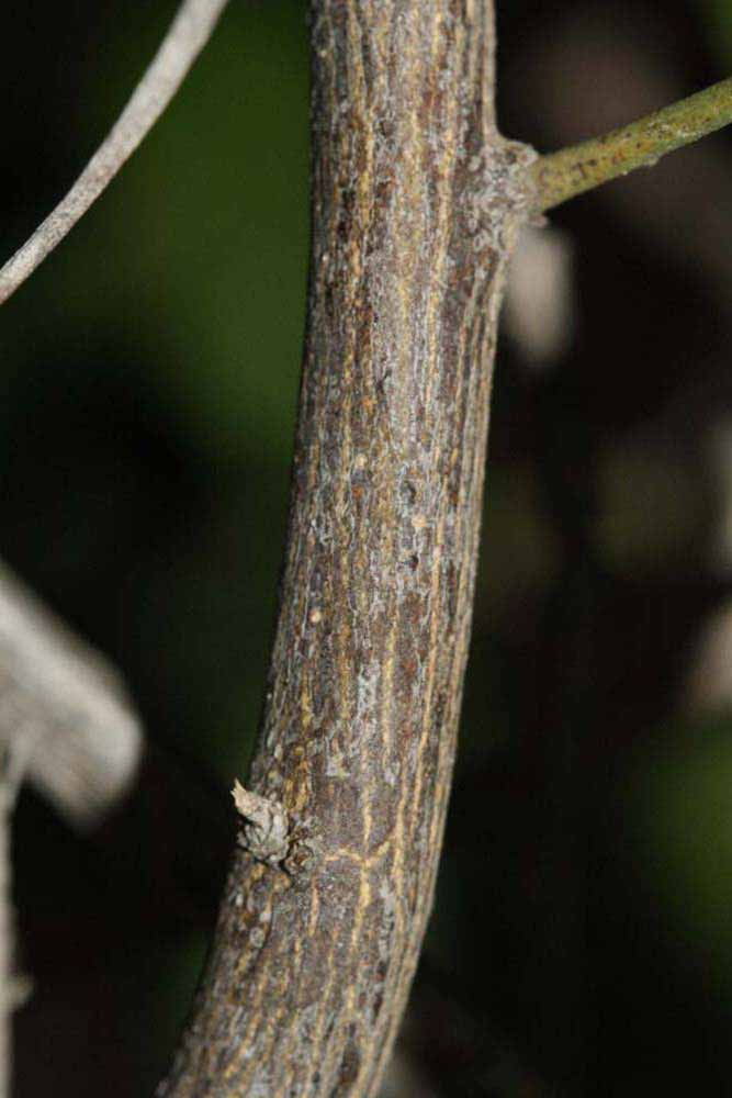              Second - third year twig (Riverside, CA)       